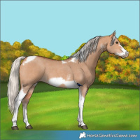Horse Color:Silver Bay Dun Sabino Tobiano Frame Rabicano 