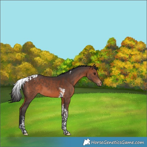 Horse Color:Brown Tobiano Appaloosa 