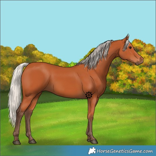 Horse Color:Silver Bay 