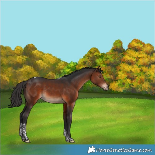 Horse Color:Brown Tobiano Rabicano 