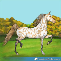Horse Color:Buckskin Dun Near Leopard