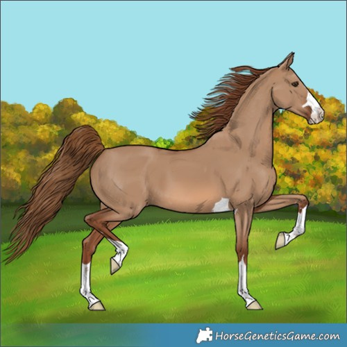 Horse Color:Red Dun 