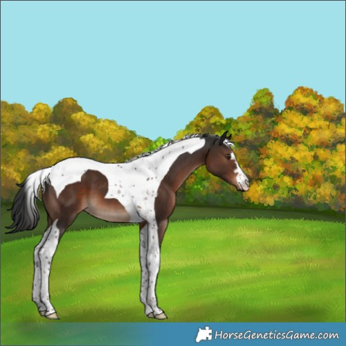Horse Color:Liver Chestnut Tobiano 