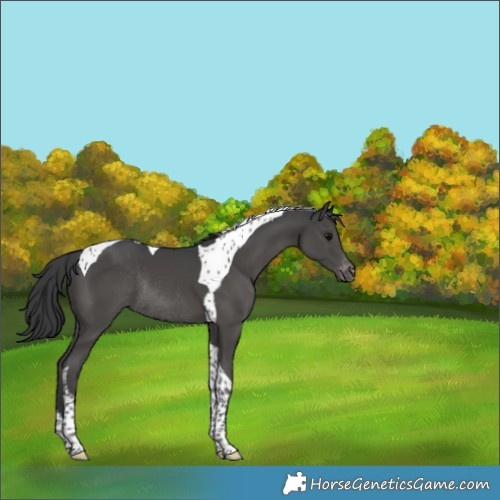 Horse Color:Black Tobiano Appaloosa Rabicano 