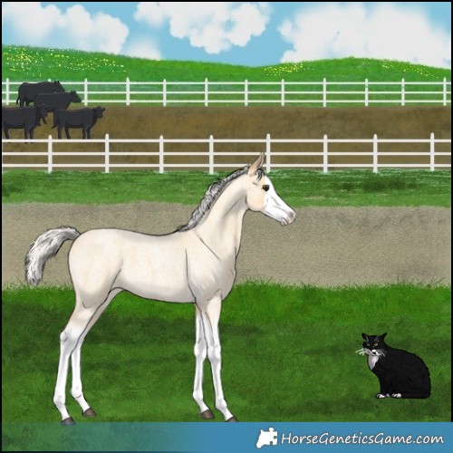 Horse Color:Silver Buckskin Roan Splash 