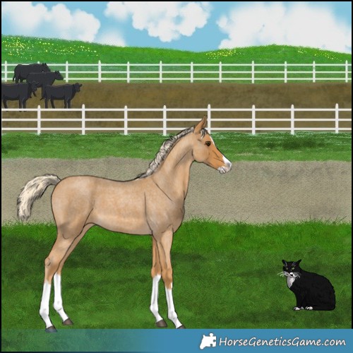 Horse Color:Palomino Roan Splash 