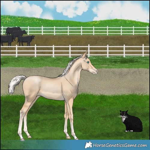 Horse Color:Silver Buckskin Pearl 