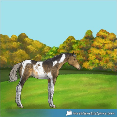 Horse Color:Silver Buckskin Tobiano 