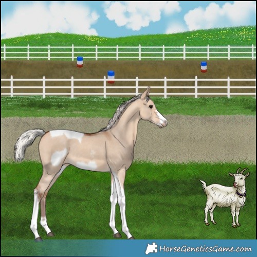 Horse Color:Silver Bay Dun Sabino Tobiano Frame Rabicano 