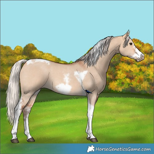 Horse Color:Silver Bay Dun Sabino Tobiano Frame Rabicano
