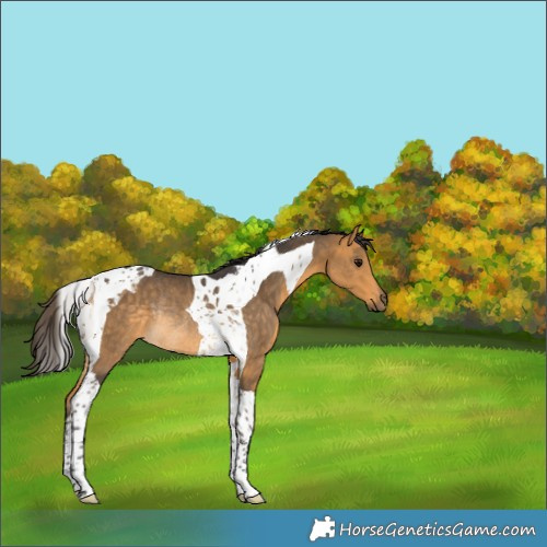 Horse Color:Buckskin Tobiano Rabicano 