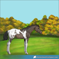 Horse Color:Brown Dun Tobiano Appaloosa 