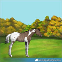 Horse Color:Liver Red Dun Tobiano Appaloosa Rabicano