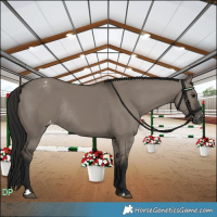 Horse Color:Gray Grullo Appaloosa Rabicano 