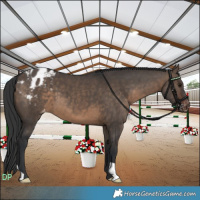 Horse Color:Brown Dun Appaloosa 