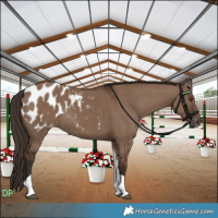 Horse Color:Liver Red Dun Tobiano Appaloosa Rabicano