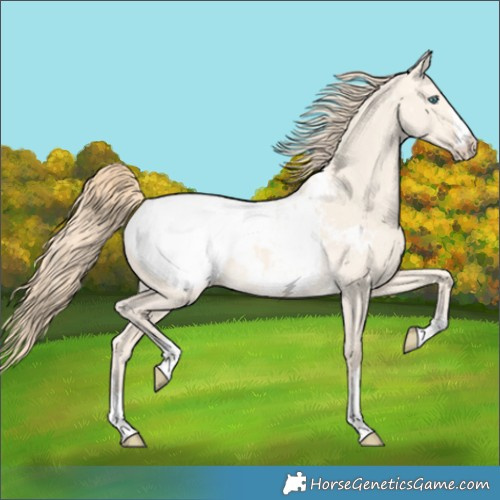 Horse Color:Perlino Dun Appaloosa