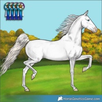 Horse Color:Perlino Dun Appaloosa