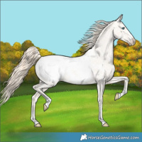 Horse Color:Perlino Dun Appaloosa