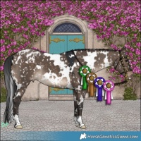 Horse Color:White Spotted Brown Dun Appaloosa 