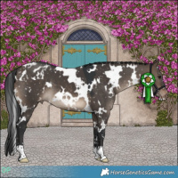 Horse Color:White Spotted Brown Dun Appaloosa 
