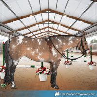 Horse Color:White Spotted Brown Dun Snowflake Varnish