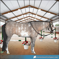 Horse Color:Brown Dun Sabino
