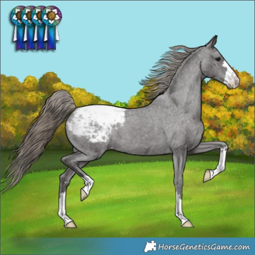 Horse Color:Smoky Black Appaloosa 