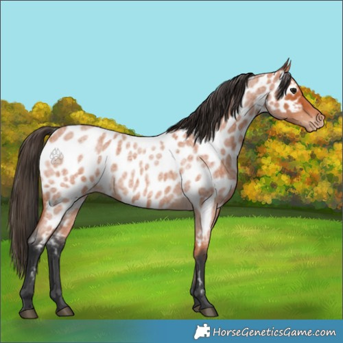 Horse Color:Bay Roan Appaloosa 