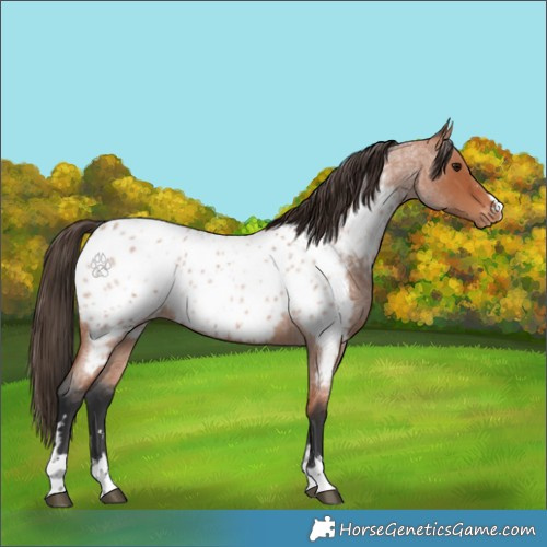 Horse Color:Bay Roan Appaloosa 
