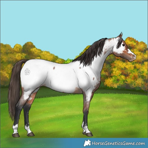 Horse Color:Bay Roan Appaloosa