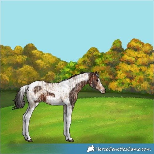 Horse Color:Bay Dun Tobiano Rabicano  and Brown Tobiano Frame 