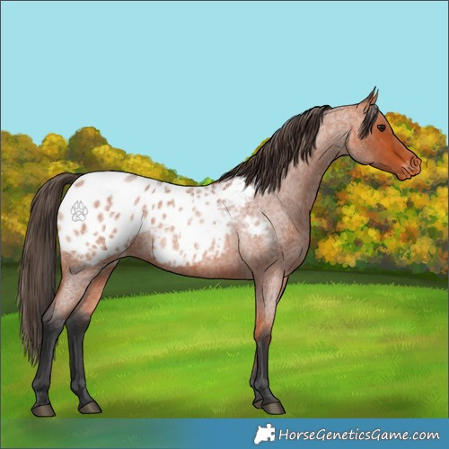 Horse Color:Bay Roan Appaloosa 