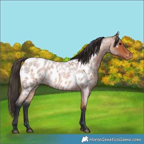 Horse Color:Bay Roan Appaloosa