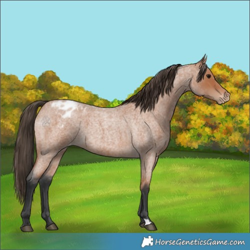 Horse Color:Bay Roan Appaloosa 