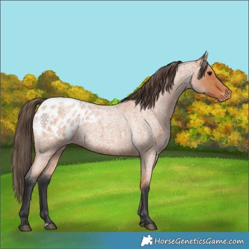 Horse Color:Bay Roan Appaloosa 