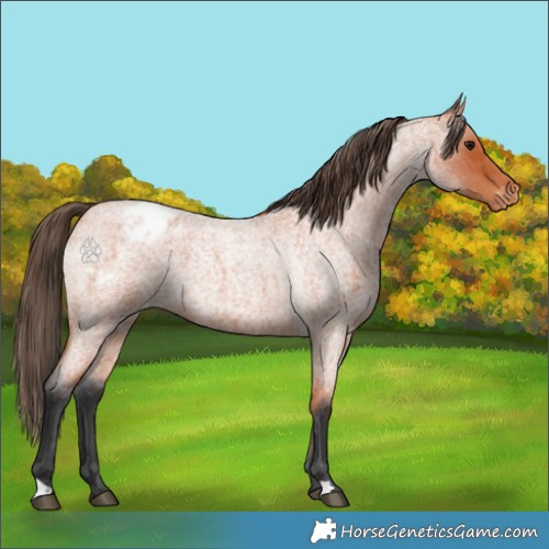 Horse Color:Bay Roan Appaloosa 