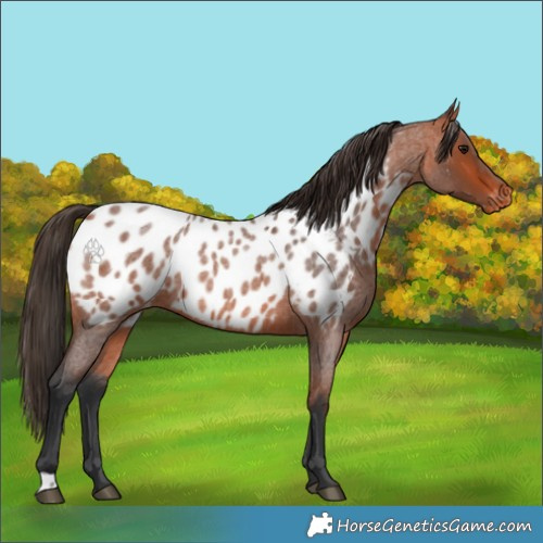 Horse Color:Bay Roan Appaloosa