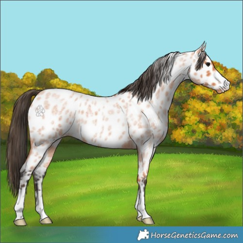 Horse Color:Bay Roan Appaloosa 