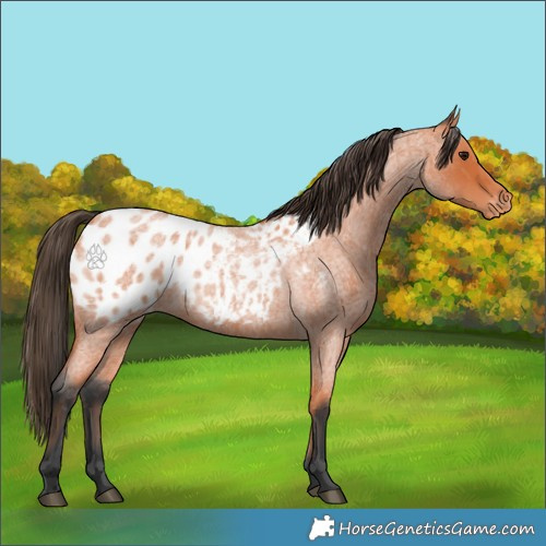 Horse Color:Bay Roan Appaloosa 