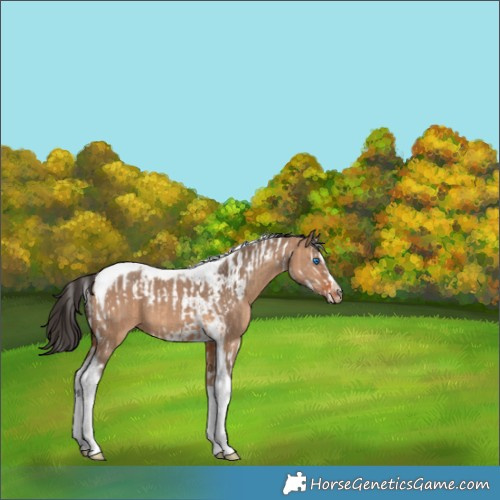 Horse Color:Bay Dun Splash Tobiano  and Bay Dun Splash Tobiano Frame 