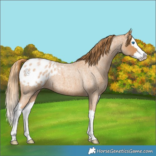 Horse Color:Red Roan Splash Appaloosa