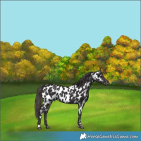 Horse Color:Smoky Black Near Leopard 