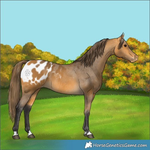 Horse Color:Buckskin Appaloosa