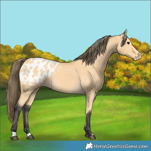 Horse Color:Buckskin Appaloosa