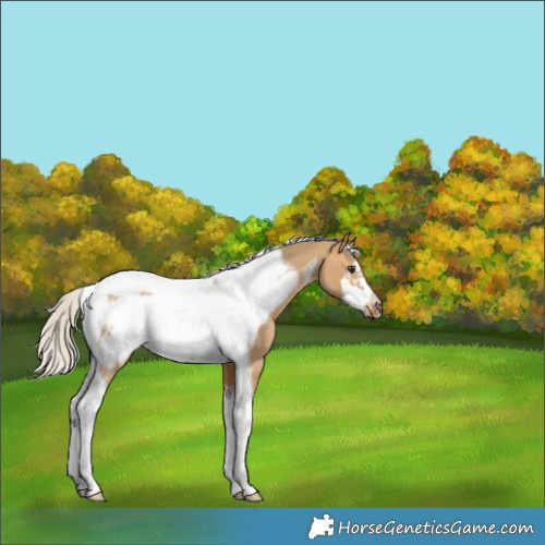 Horse Color:Silver Buckskin Dun Tobiano Frame 