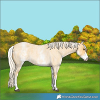 Horse Color:White Spotted Palomino Roan 