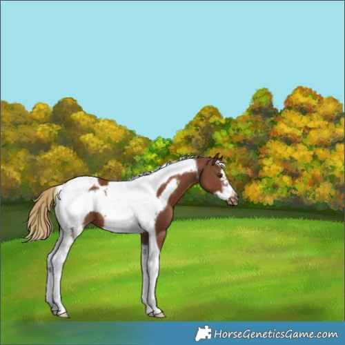Horse Color:Chestnut Tobiano Frame