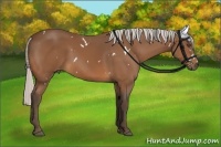Horse Color:White Spotted Silver Bay 