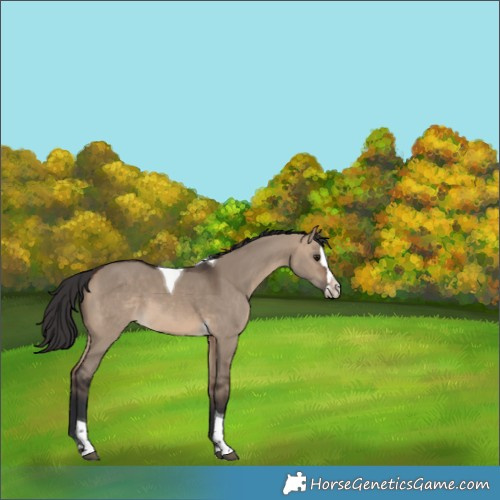 Horse Color:Brown Dun Splash Tobiano Rabicano
